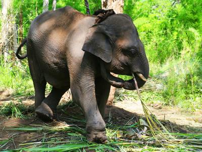 Thả voi sứt về rừng