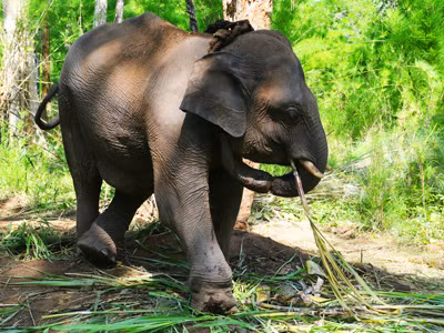 Thả voi sứt về rừng