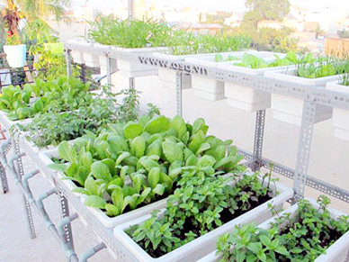 Chơi sang bậc nhất: Thuê kỹ sư chăm rau tại nhà