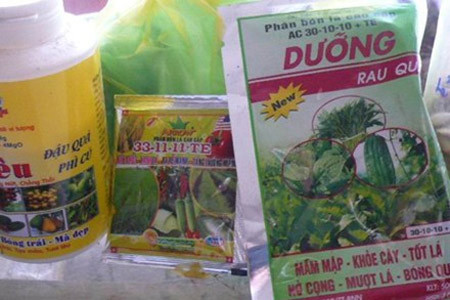 Thuốc kích thích làm rau muống “lớn nhanh như thổi”