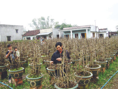 Chủ vườn mai đã sẵn sàng, nhưng khách hàng vắng bóng