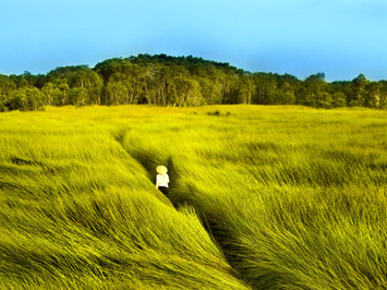 Cảm nhận 'Cánh đồng bất tận'