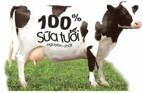 Nguyên liệu sữa tươi được kiểm tra chất lượng như thế nào?