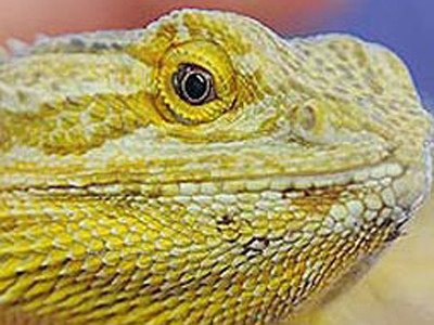 Hoãn đám cưới để dành tiền chữa bệnh cho vật cưng