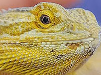 Hoãn đám cưới để dành tiền chữa bệnh cho vật cưng