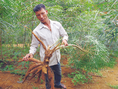 Dân ngồi khóc trên đống sắn