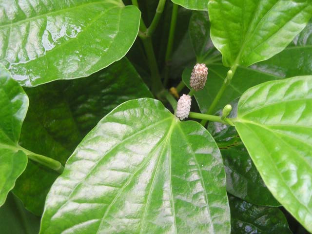 Thuốc đơn giản chữa đau, viêm cột sống