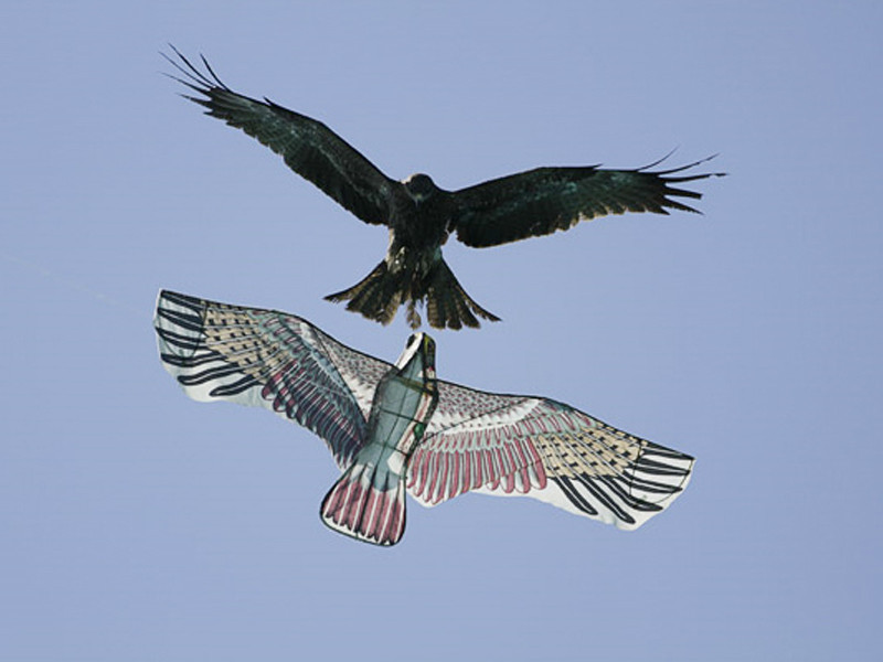 Ảnh về động vật sinh động nhất tuần