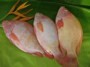 'Cá điêu hồng nhiễm chất gây ung thư' là tin đồn