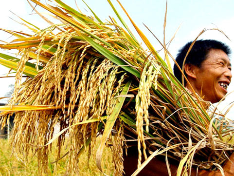 Đồng Tháp từ chối tổ chức Festival lúa gạo