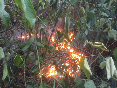 Cháy rừng thông, bom bi nổ chí chát