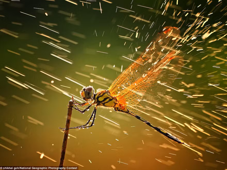 Ảnh đẹp National Geographic 2011