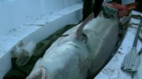 Bắt được cá tầm nặng hơn nửa tấn