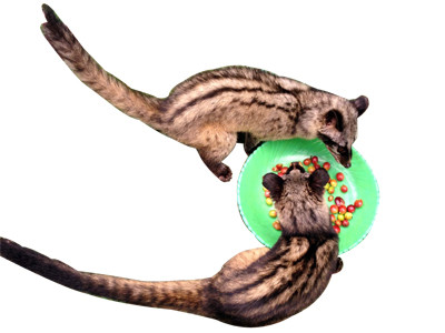 Cà phê chồn - Huyền thoại và hiện thực