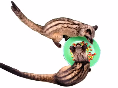 Cà phê chồn - Huyền thoại và hiện thực