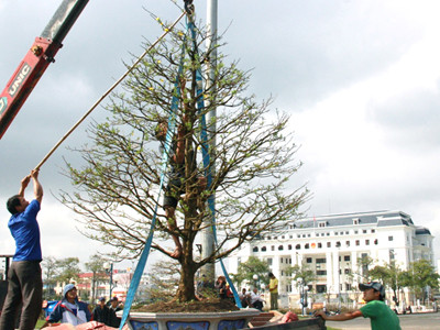 Mai, quất, bưởi Tết vẫn tăng giá