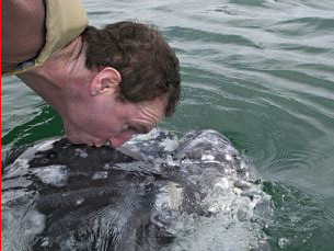 Hôn cá voi ngoài biển Thái Bình Dương