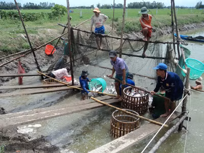Nuôi và xuất khẩu cá tra: Càng làm càng lỗ