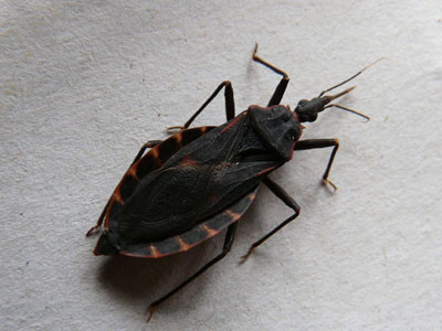 Phát hiện bọ xít hút máu người ở Hải Phòng