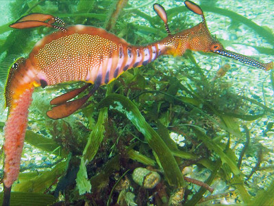 Những bức ảnh mới nhất về rồng biển