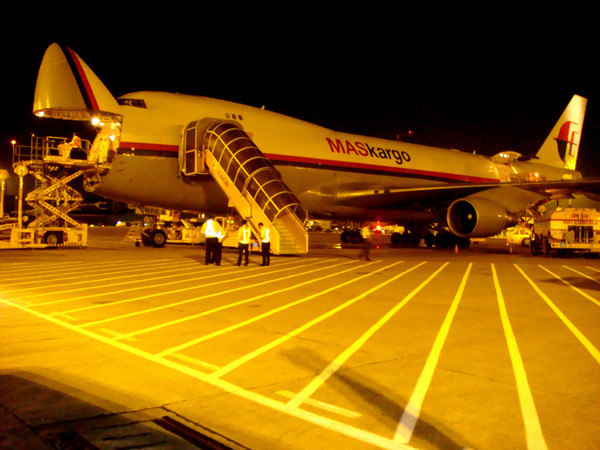 300 bò sữa 'bay' từ Úc về Việt Nam