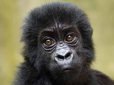 Cận cảnh khỉ mồ côi được giải cứu