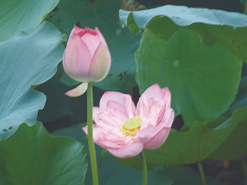 Sen dễ thu hút chú ý