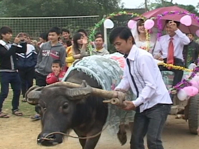 Chú rể và cô dâu tươi cười hạnh phúc trên xe trâu