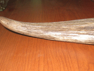 Bóc mẽ 90% sừng tê giác giả tại Việt Nam