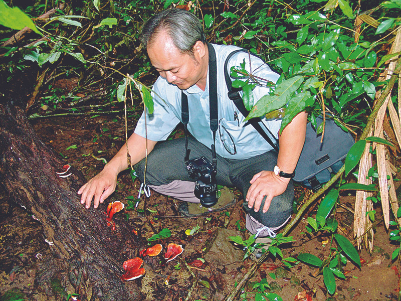 TS Thám phát hiện linh chi đỏ trong rừng