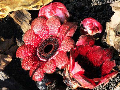 Hoa lạ trong rừng nguyên sinh Đà Lạt