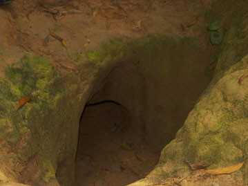 'Kiệt tác quân sự' Việt Nam khiến thế giới choáng váng