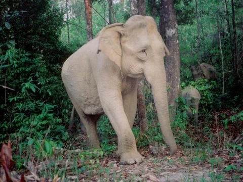 Nhiều loài ở VN đang cực kỳ nguy cấp