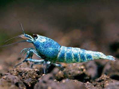 Chơi tép cảnh…nghìn đô ở Việt Nam