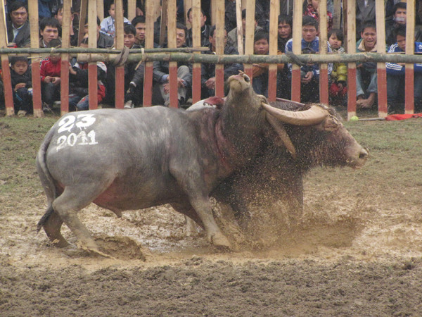 Về Hải Lựu xem 'ông' Trâu húc tung sới chọi