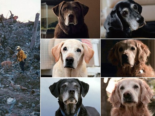 Vinh danh 'người hùng bốn chân' sau vụ khủng bố 11-9