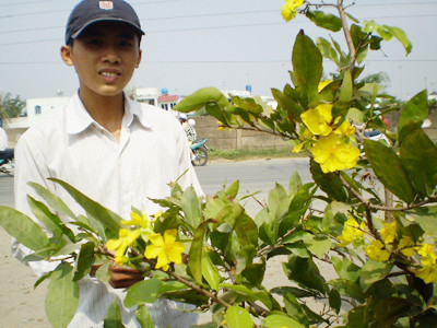 Nhiều vườn mai tại quận 12, Thủ Đức bung nụ do ngập trong triều cường Ảnh: LT