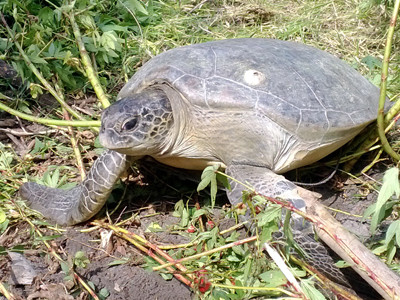 Thả rùa xanh về biển