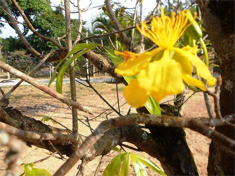 Trước tết 3 tháng, mai vàng đã nở rực ở Huế