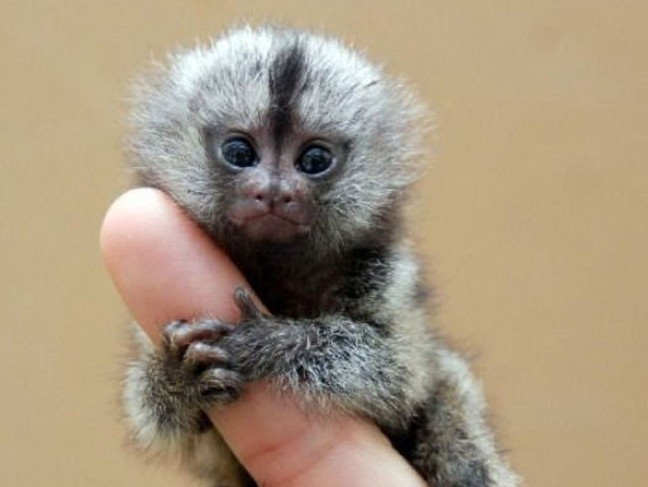 200 triệu đồng một chú khỉ tí hon biết 'buôn dưa lê'