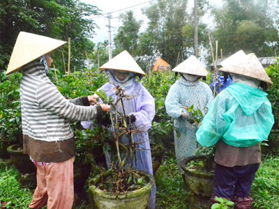 Mai Tết Bình Định náo nức xuất hàng
