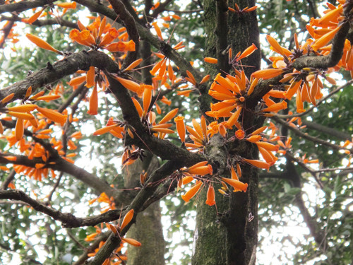 Loài hoa ‘lạ’ mọc trước lăng mộ vua Hùng