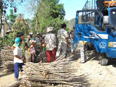 Ồ ạt bán thân cây sắn