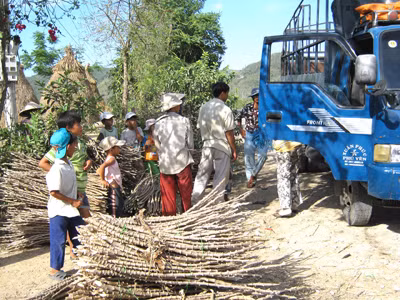 Ồ ạt bán thân cây sắn