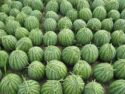 Vỏ các loại quả chữa bệnh