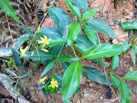 Không được lấy vợ, chàng trai 15 tuổi ăn lá ngón tự vẫn