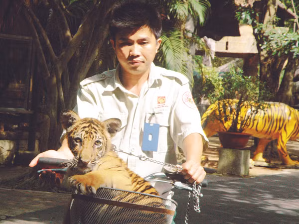 Con hổ tên “Bi” Ảnh: T.N.A