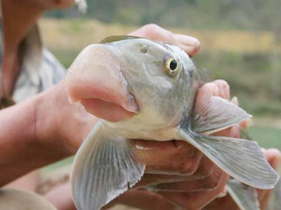 Nuôi thành công cá 'tiến vua'