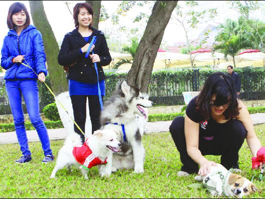 Nuôi lợn, gà trong thành phố bị phạt 2 triệu