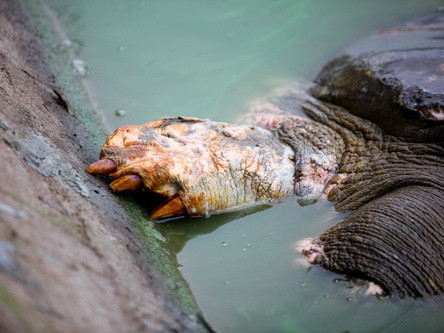 Diễn tập đưa 'cụ' Rùa lên bờ